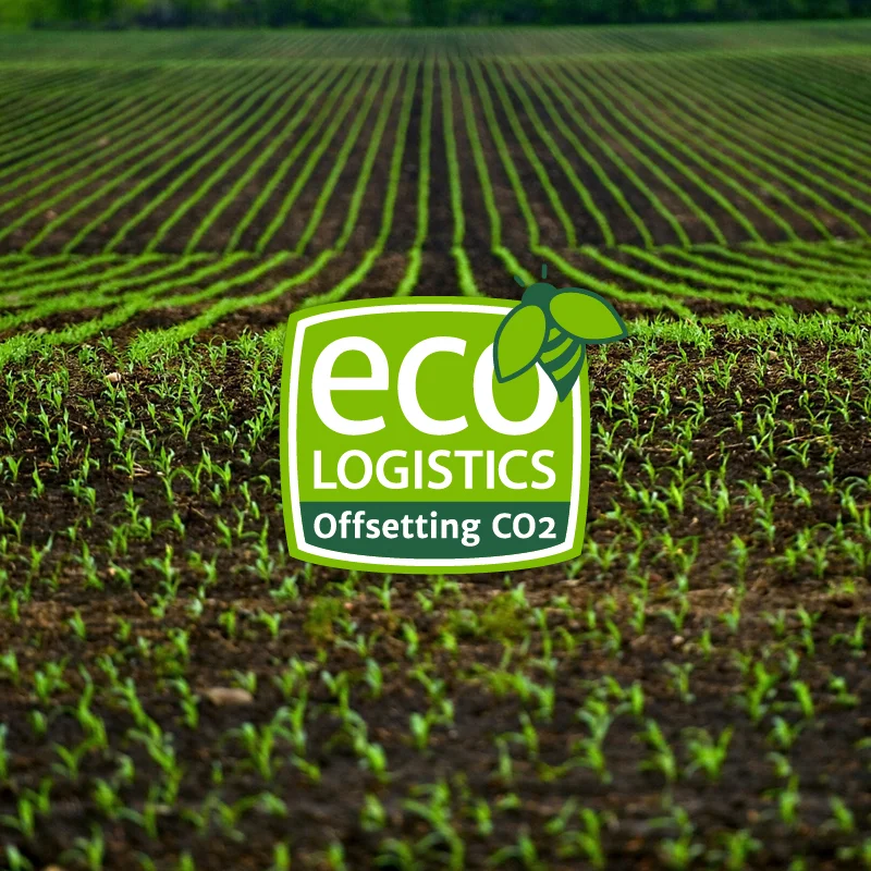Branding sostenible y diseño de logotipo profesional para empresas verdes