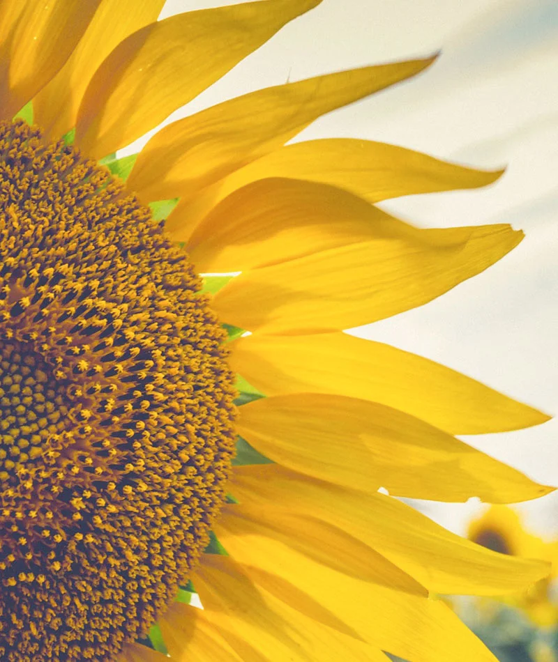 Proyecto de diseño web para Signum Partners, Agri-Food Investment desarrollado por Gala&yo Agencia Creativa
